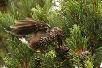 Spotted Nutcracker (Nucifraga caryocatactes) perched in a Swiss pine (Pinus cembra) tree, Bavaria,