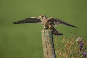 Common Kestrel (Falco tinnunculus) perched on a post spreading wings, Rhineland-Palatinate, Germany