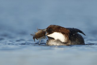 Smew (Mergellus albellus) female, Utrecht, Netherlands