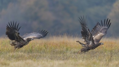 White-tailed Eagle (Haliaeetus albicilla) flying, Kutno, Poland