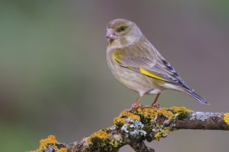 European Greenfinch (Chloris chloris) female, Carinthia, Austria