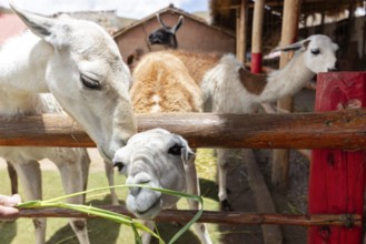 Alpaca and Llama Farm, near Cusco, Peru