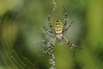 Wasp spider (Argiope bruennichi), female in web, North Rhine-Westphalia, Germany