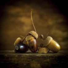 A captivating array of acorns and nuts is artistically placed on a wooden surface, surrounded by