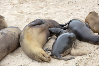 Sea lions (Zalophus wollebaeki), San Cristobal, Galapagos, Ecuador