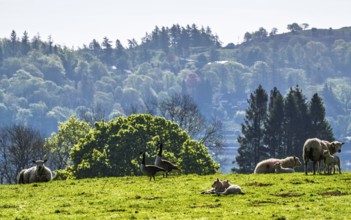 Farms over Esthwaite Water, Lake District National Park, Cumbria, England, United Kingdom