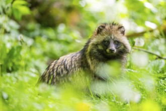 Common raccoon dog (Nyctereutes procyonoides) sitting in the grass, Bavaria, Germany