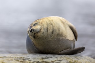 Harbour seal (Phoca vitulina) lying on a stone in the water, Mammals (Mammalia), Gravnesodden,
