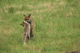 Red fox (Vulpes vulpes) male and weaned young playing on a mown meadow in light rain, Allgäu,