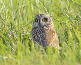 Short-eared owl (Asio flammeus) sitting hidden in a meadow, Wildlife, Nature photography, Lake