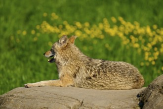 A coyote lies quietly on a rock, surrounded by grass and yellow flowers, Coyote (Canis latrans),
