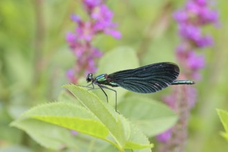 Blue-winged damselfly (Calopteryx virgo), male, on a leaf at a garden pond, close-up, Wilnsdorf,