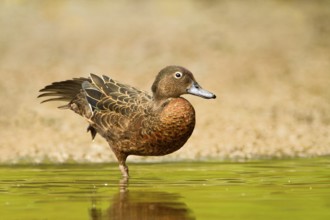 Brown Teal (Anas chlorotis) female, North Island, New Zealand