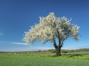Landscape in spring, green fields and blossoming old large cherry tree, Freyburg, Saxony-Anhalt,