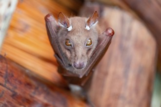 Funny bat, looks angry, conspiratorial, Kruger National Park, South Africa