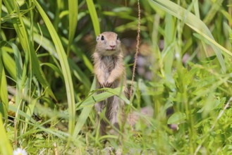 An adult European ground squirrel (Spermophilus citellus) or European souslik stands in a meadow