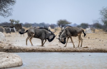 Blue wildebeest (Connochaetes taurinus), two males fighting at a waterhole, Nxai Pan National Park,