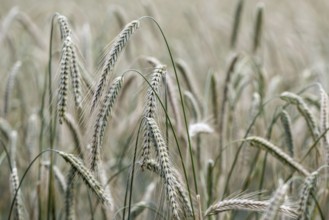 Triticale ears (triticale), Emsland, Lower Saxony, Germany