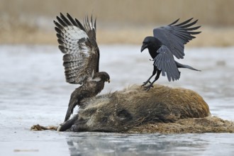 Impressive size comparison, size ratios between a common raven (Corvus corax) and a common buzzard