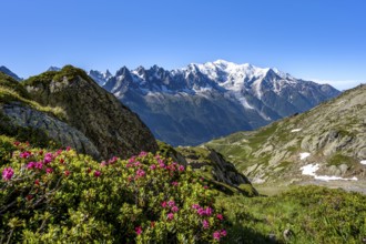 Mountain panorama with blooming alpine roses and glaciated mountain peaks, Aiguille du Midi and