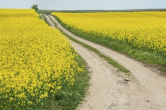 Gravel road through fields with rapeseed in Simrishamn municipality, Skåne county, Sweden,