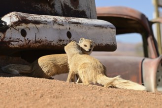 Fox mongoose, yellow mongoose, (Cynictis penicillata), Solitaire, Namibia
