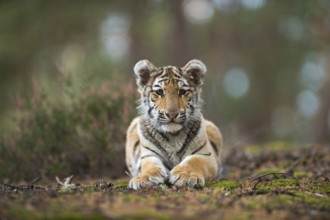 Royal Bengal tiger (Panthera tigris tigris), Indian tiger, impressive big cat, young in natural