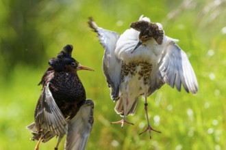 Two ruffs in tense flight pose, wings and feather details against green background, ruff (Calidris
