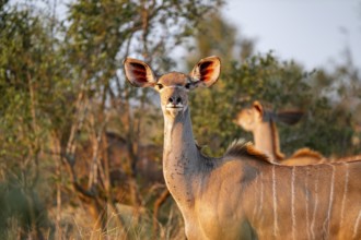 Greater kudu (Tragelaphus strepsiceros) in dry grass, adult female in evening light, alert, animal