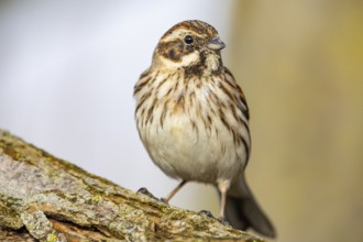 Reed bunting (Emberiza schoeniclus) wbl Germany