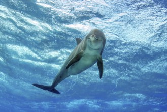 Bottlenose dolphin (Tursiops truncatus) Dolphin Flipper marine mammal looking at viewer, above