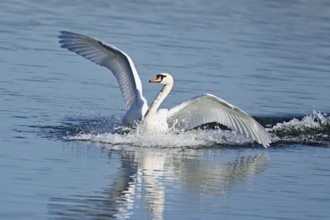 Mute swan (Cygnus olor), on landing approach, Flachsee nature reserve, Freiamt, Canton Aargau,