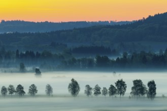 Early morning fog over the moor, birch (Betula), birch family (Betulaceae), dawn, fog, Pfrungen,