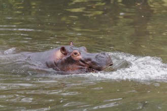 An adult male hippopotamus (Hippopotamus amphibius) shows aggression and defends its territory