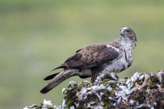 Bonelli's Eagle (Aquila fasciata) female, Andalusia, Spain