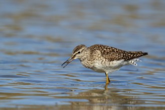 Wood Sandpiper (Tringa glareola) foraging, Lesvos, Greece