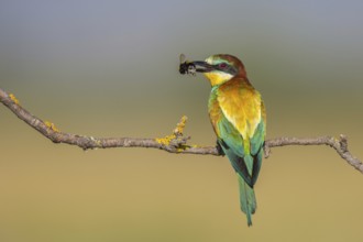 European Bee-eater (Merops apiaster) perched on a branch with an insect in its beak, Lesvos, Greece