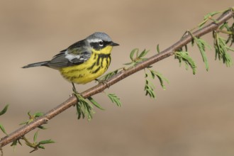 Magnolia Warbler (Setophaga magnolia) male perched on a branch, Texas, USA