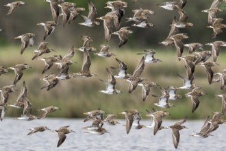 Ruff (Calidris pugnax) group flying, Romania