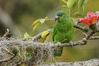 Black-billed Parrot (Amazona agilis) perched on a branch in Jamaica in the Caribbean