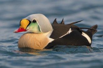 King Eider (Somateria spectabilis) male, Finnmark, Norway
