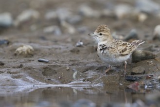 Short-toed Lark - Kurzzehenlerche - Calandrella brachydactyla ssp. longipennis, Kazakhstan, adult