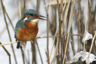Common Kingfisher (Alcedo atthis) female perched in reedbed, Mecklenburg-Western Pomerania, Germany