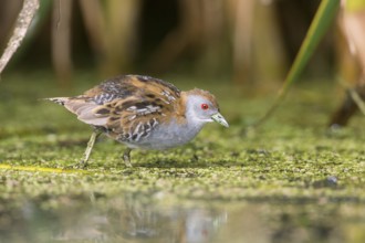 Baillon's Crake (Porzana pusilla palustris) foraging, Victoria, Australia