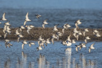 Kentish Plover (Charadrius alexandrinus) group flying, Mallorca, Spain