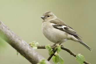 Common Chaffinch (Fringilla coelebs) female perched on a branch, North Rhine-Westphalia, Germany