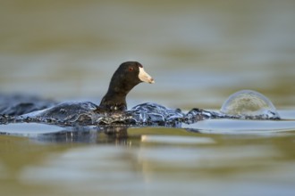 American Coot (Fulica americana), British Columbia, Canada