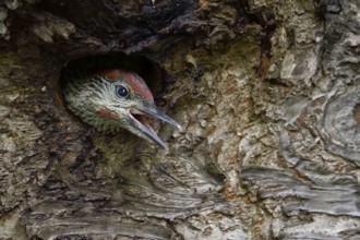 European Green Woodpecker (Picus viridis) juvenile peering out from nest hole, begging for food,