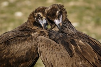 Cinereous Vulture (Aegypius monachus) couple preening the plumage, Castile and Leon, Spain