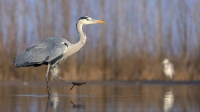Grey Heron (Ardea cinerea), Hungary